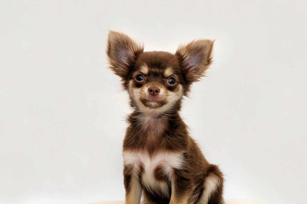 Cachorro marrom de orelhas em pé