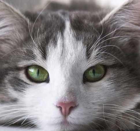 gato cinza com olhos verdes