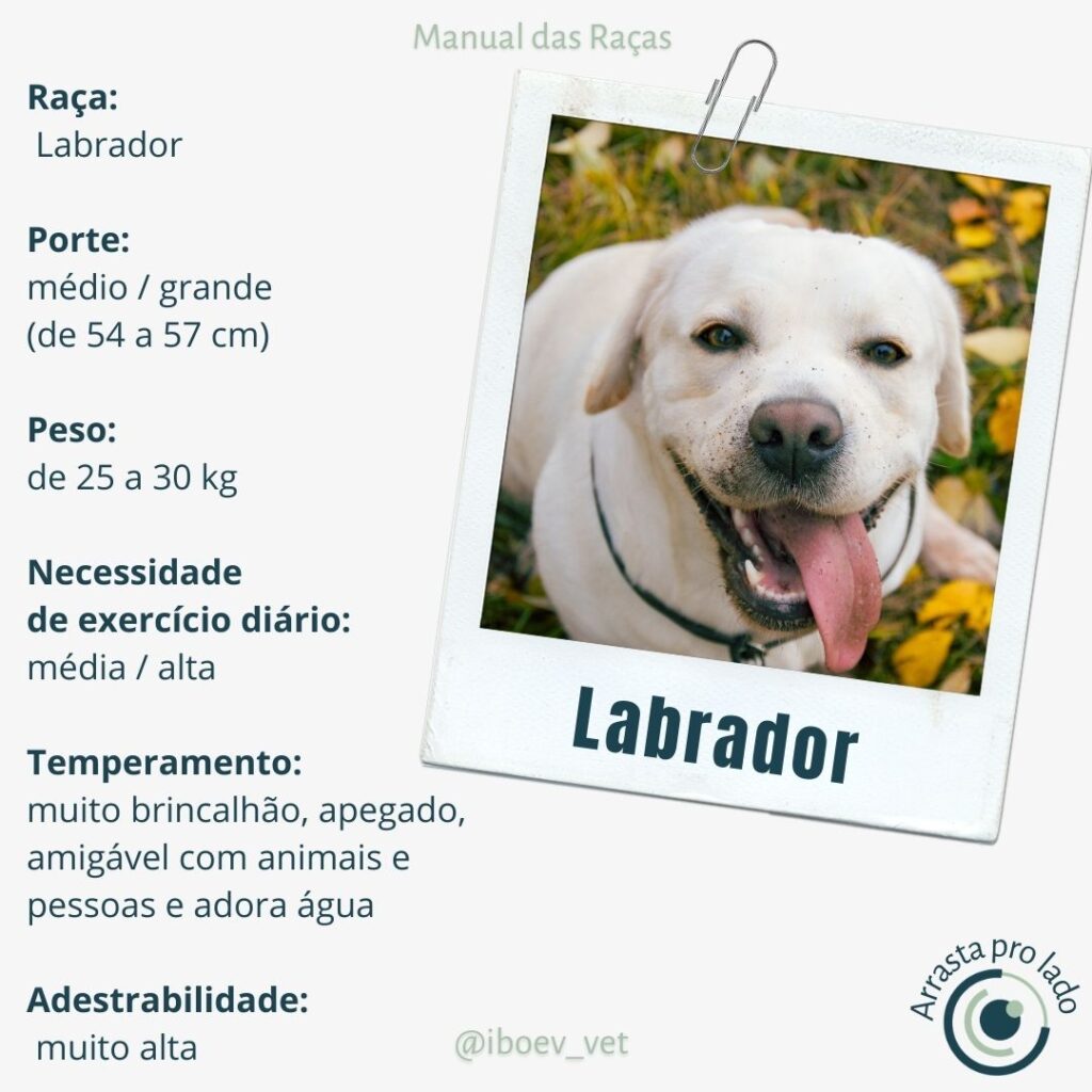 Labrador Retriever Características
