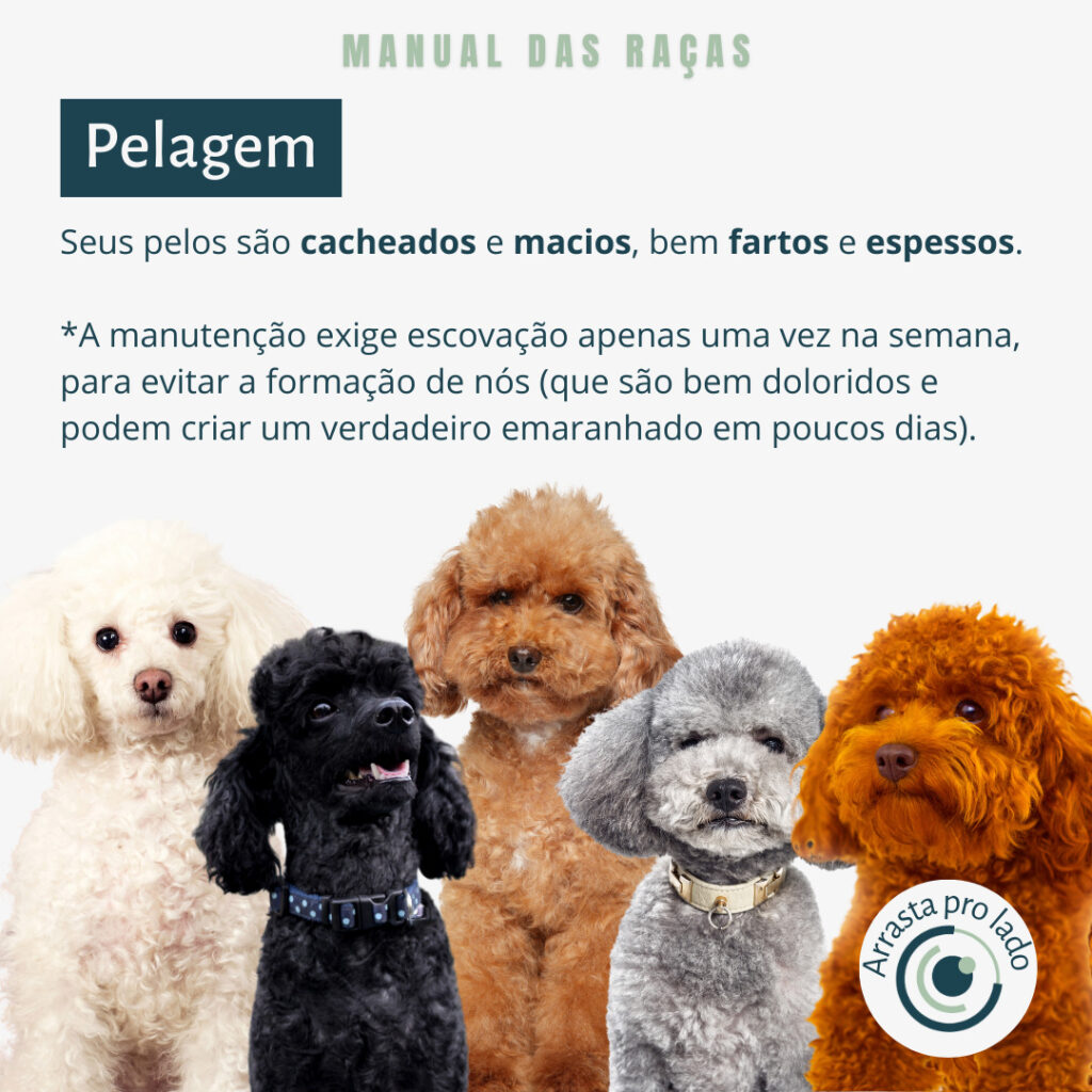 Manual das raças - Poodle • IBOEV