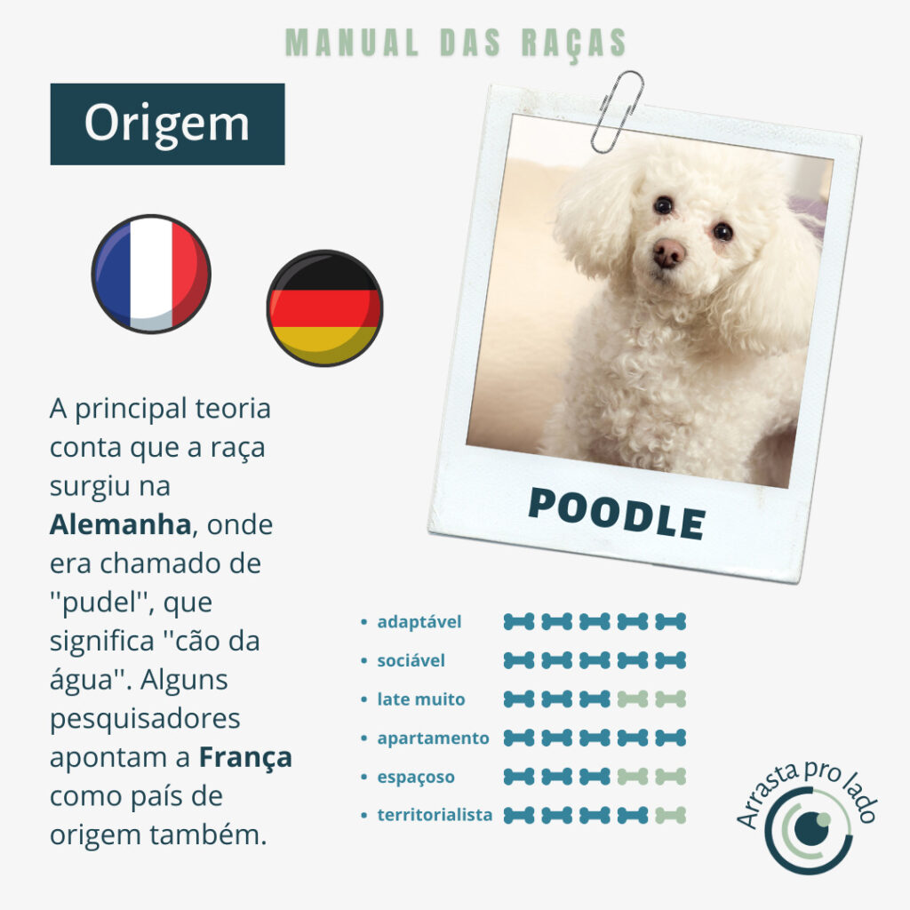 Manual das raças - Poodle • IBOEV