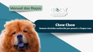 manual das raças - chow chow